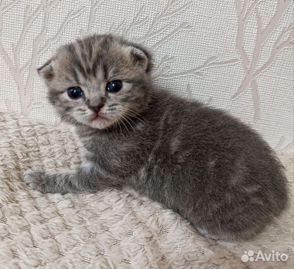 Шотландские котята
