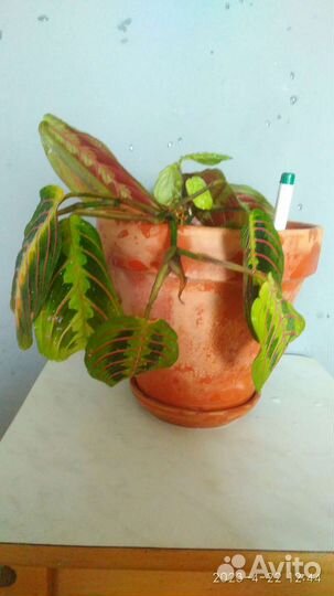 Комнатные растения