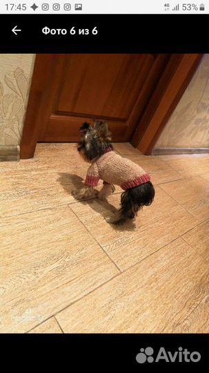 Одежда для животных