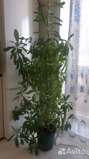 Комнатные цветы