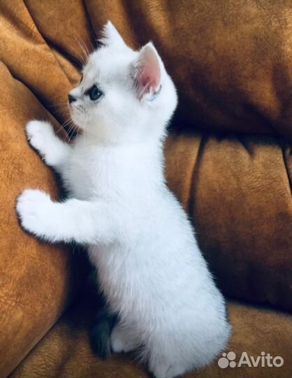 Шотландская вислоухая