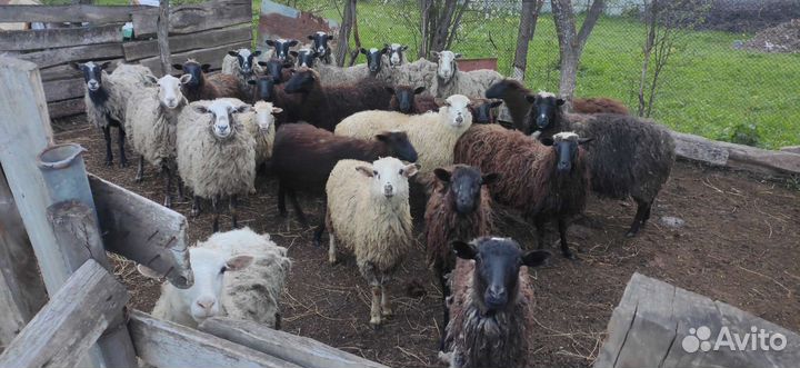 Овцы Бараны Ягнята