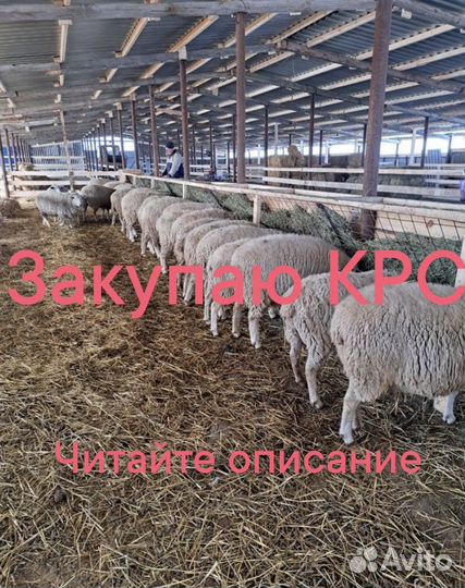 Закупочный пункт крс