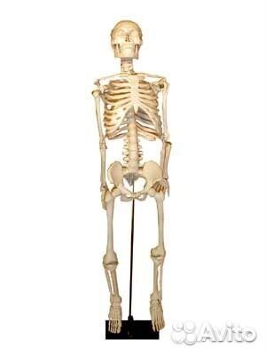 Скелет человека на штативе (85 см.)