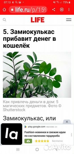 Замиокулькас