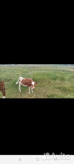 Коровы и телята