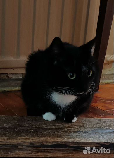 Кошки бесплатно