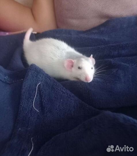 Крыса дамбо