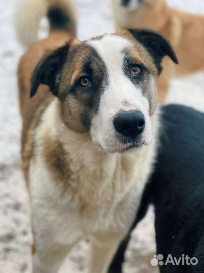 Собака в добрые руки