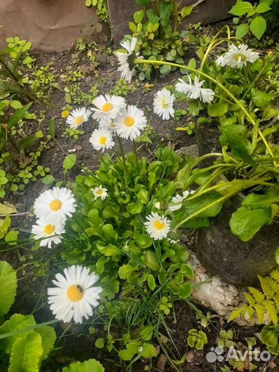 Рассада цветов