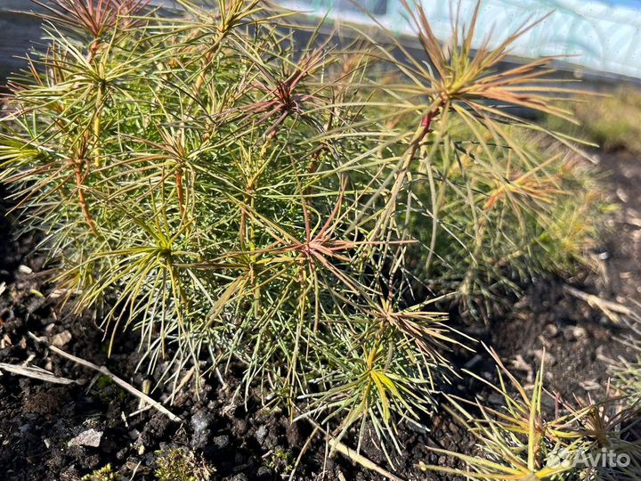 Саженцы сосны и ели