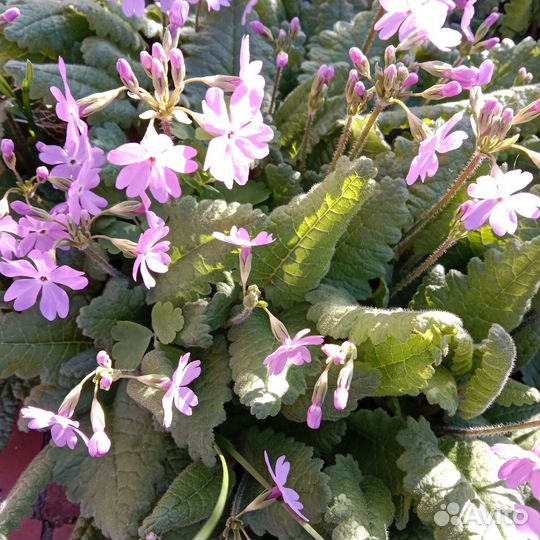 Многолетники для сада цветы