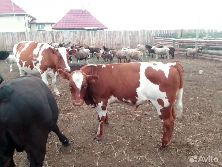 Продам коров на подсосе с телятами и двух телок