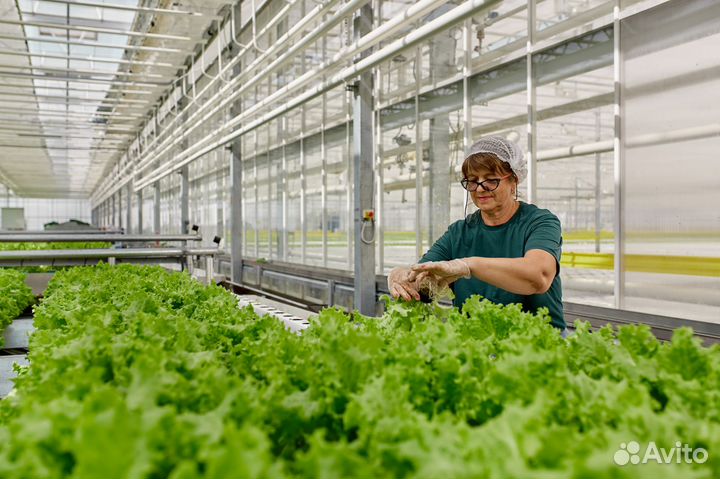 Овощевод (Рабочий в теплицу)