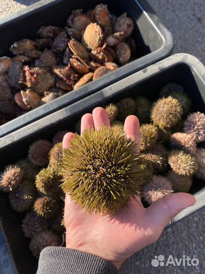 Морские ежи живые, морские гребешки живые