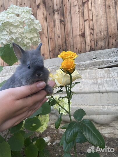 Декоративные кролики
