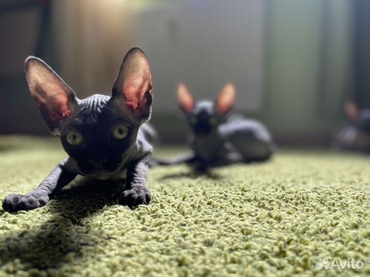 Канадский сфинкс