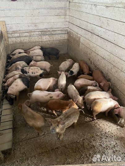 Продается Семейная Ферма Усадьба Имение