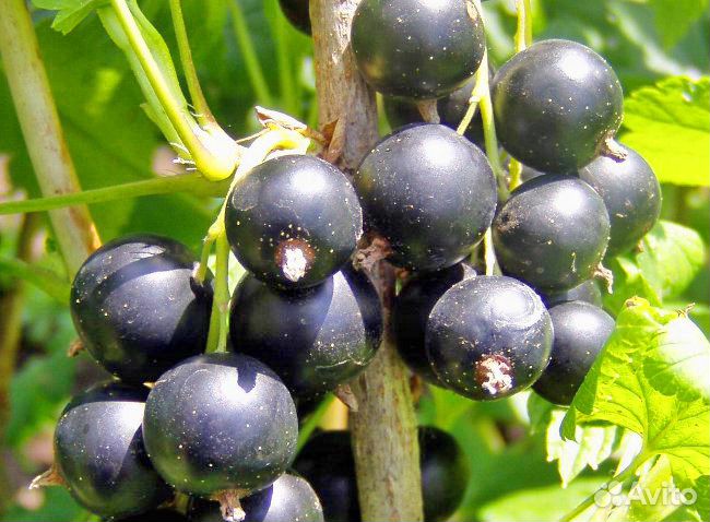 Смородина. Саженцы