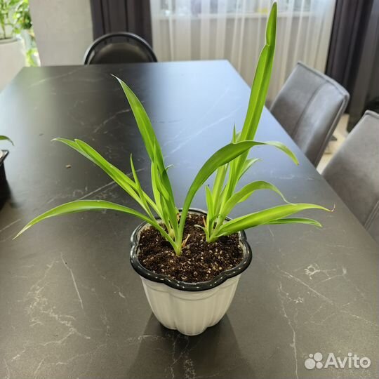 Хлорофитумы разные