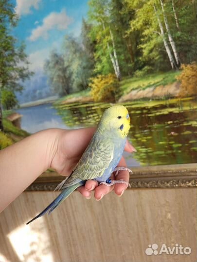 Выставочный волнистый попугай ввп чех самцы