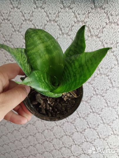 Сансевиерия