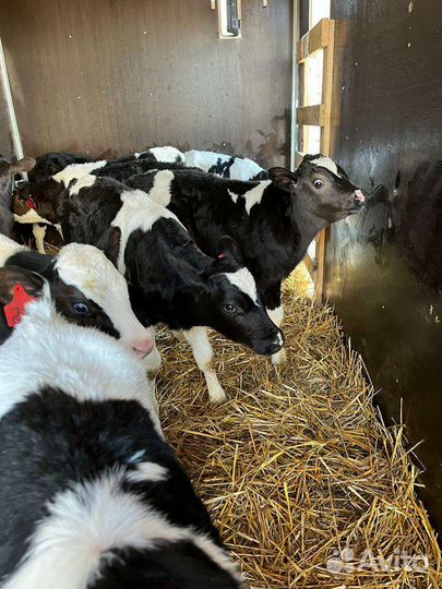 Телята бычки