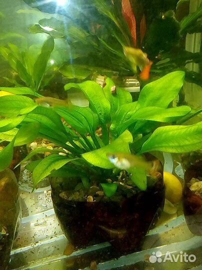 Аквариумные растения