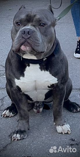 Американский булли вязка