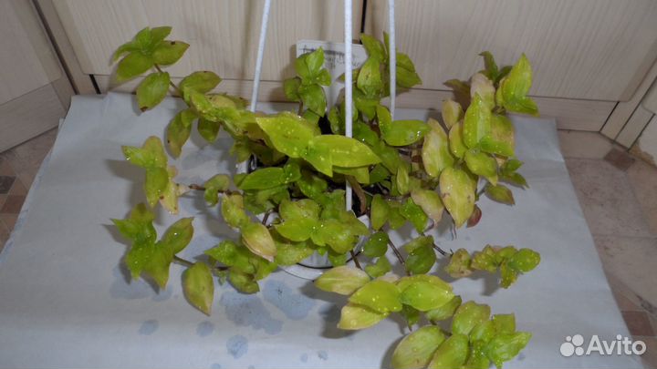 Традесканции сортовые