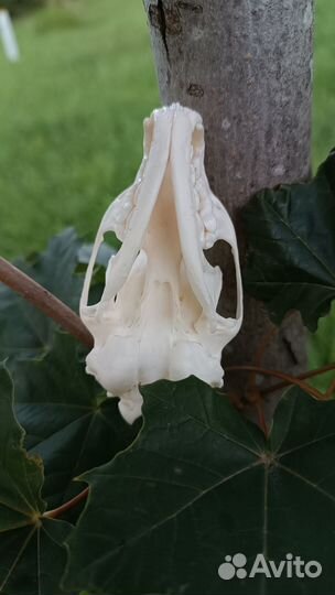 Череп соболя