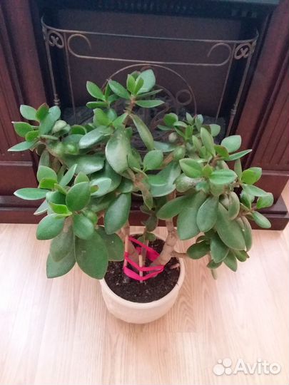 Денежное дерево, Толстянка, крассула