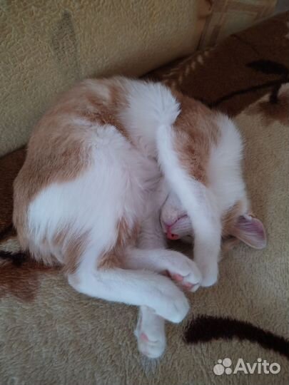 Рыжий персиковый