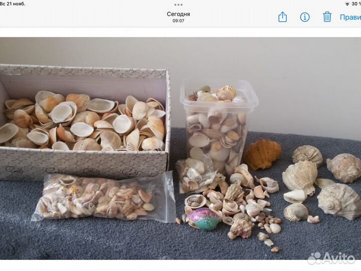 Морские ракушки раковины