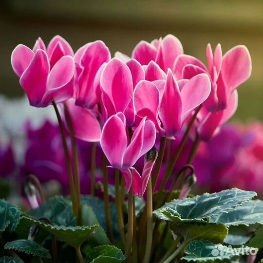 Циссус березка, декабрист, цикломен