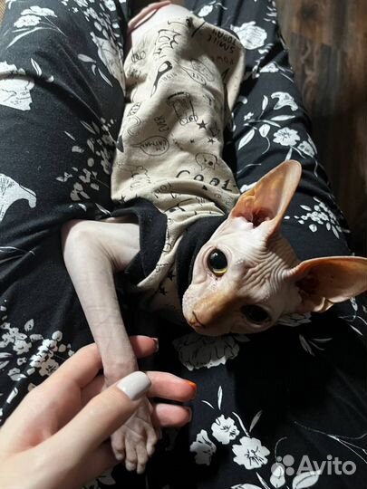 Канадский сфинкс