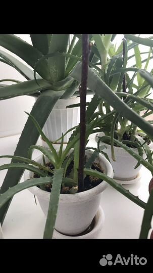 Алоэ лекарственный