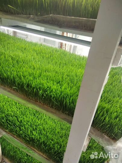 Витграсс натуральные витамины