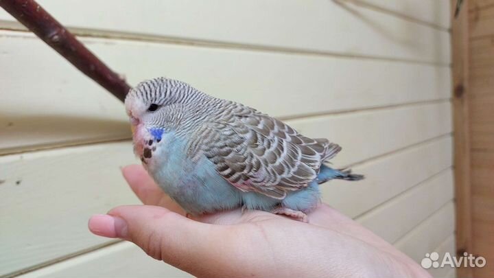 Выставочный волнистый попугай, ввп чех птенцы