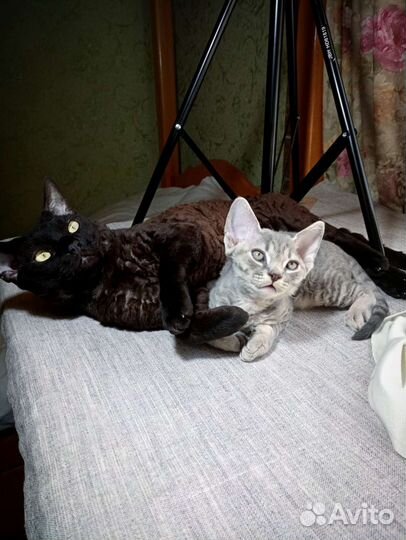 Девон-рекс котята