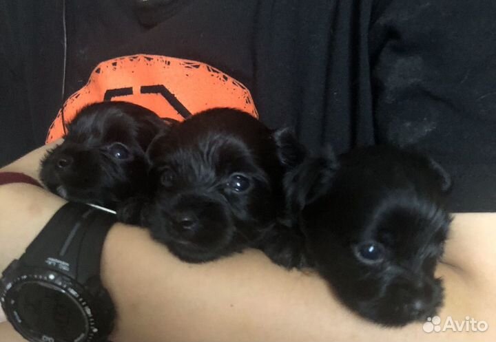 Щенки цветного йоркширского терьера