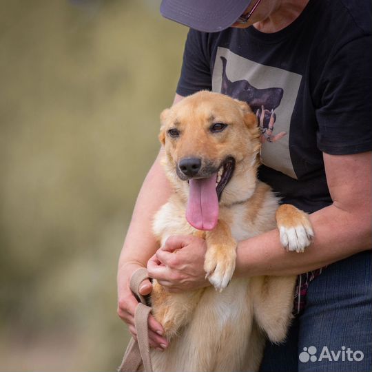 Собака в добрые руки, Щен