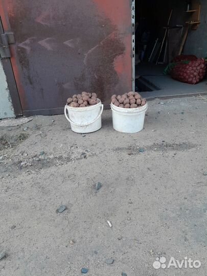 Семенной картофель