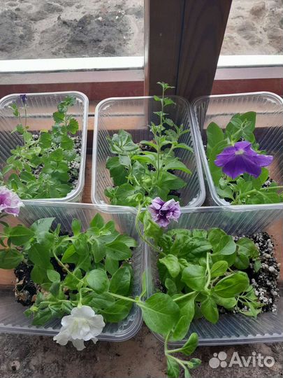 Петуния ампельная