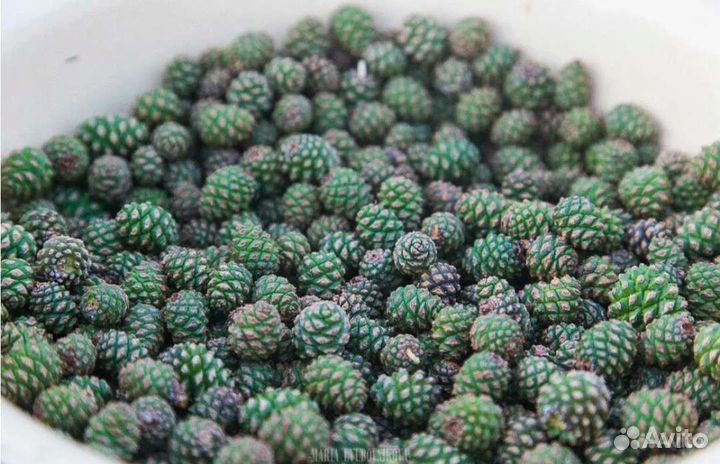 Шишки сосновые. Молочные