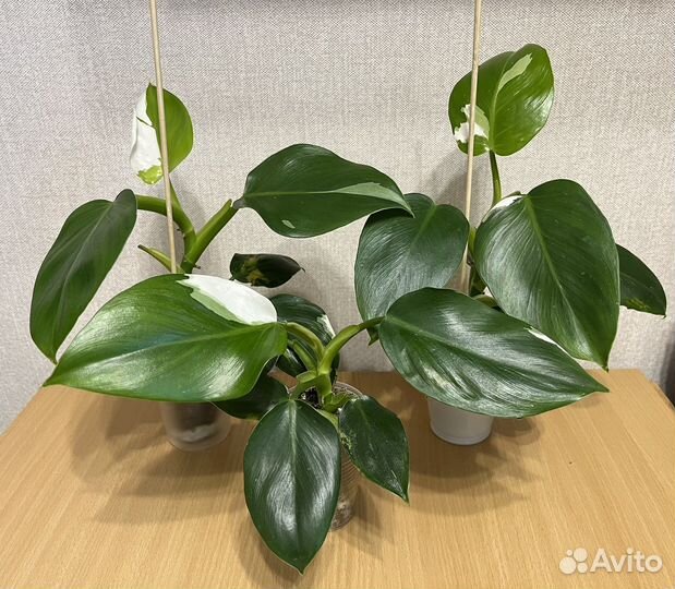 Филодендрон Вайт Визард