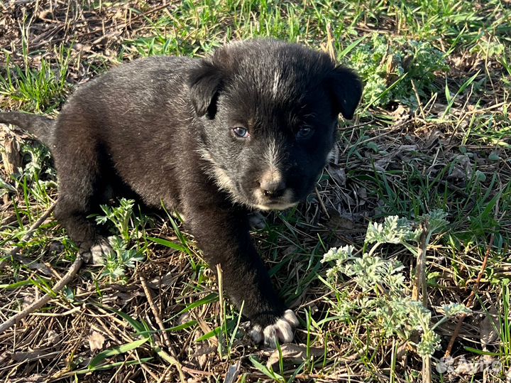 Собаки щенки