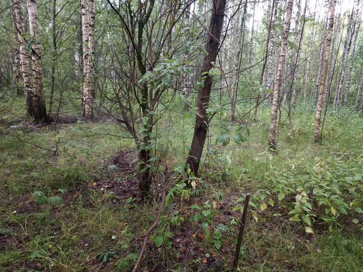 Участок 25 сот. (СНТ, ДНП)