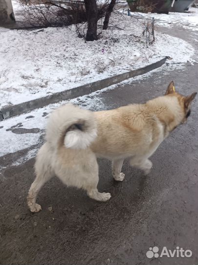 Лайка