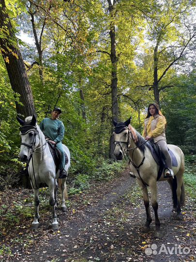 Конные прогулки по лесу в черте города